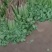 间苗香菜