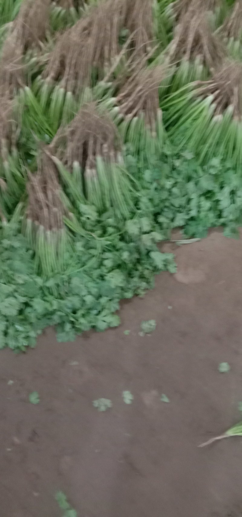 间苗香菜