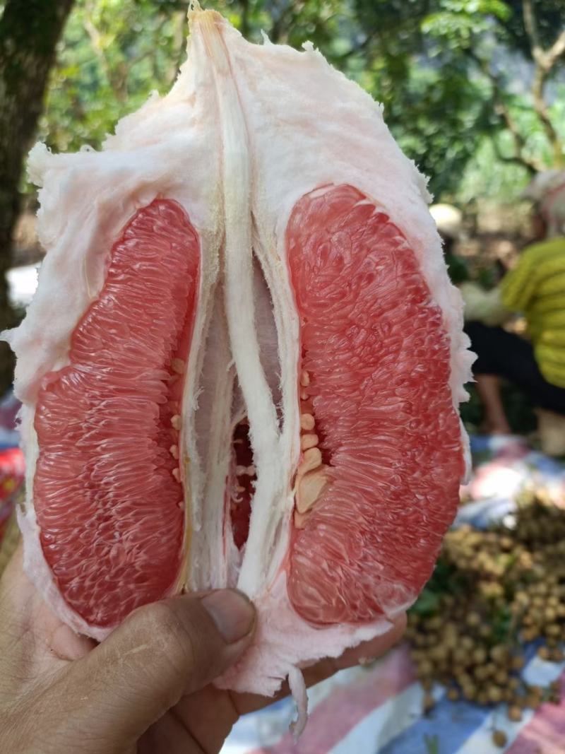 广西红心柚，三红柚量上市，货源充足，产地直发欢迎来电谈合作
