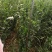 北海道黄杨，80高到2米高丛生，独杆大量供应