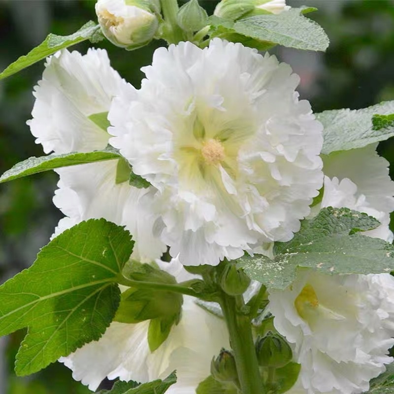 重瓣蜀葵花种子锦葵宿根多年生盆栽四季开花