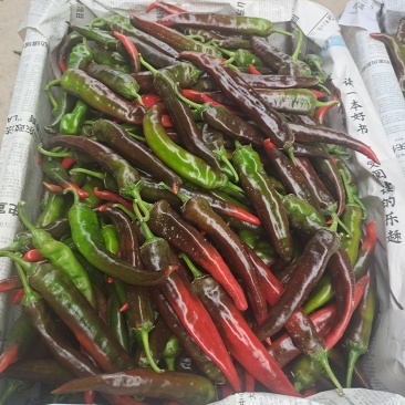 大量供应精品紫红辣椒，软皮椒
