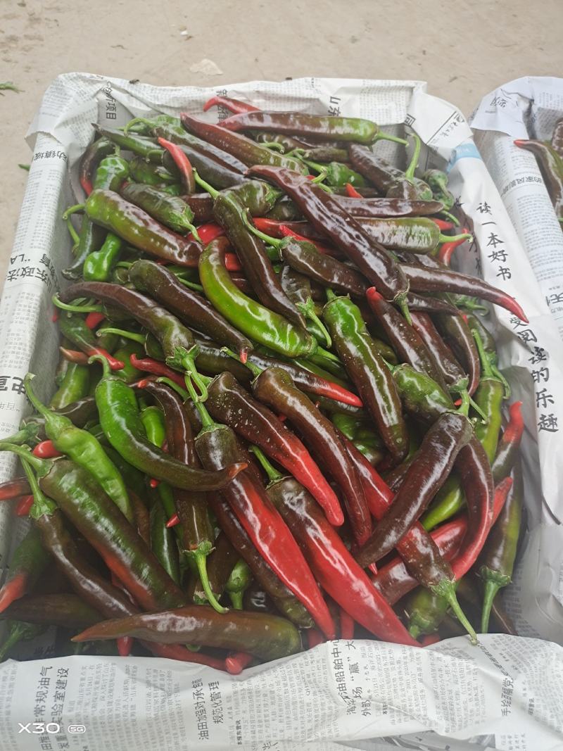 大量供应精品紫红辣椒，软皮椒