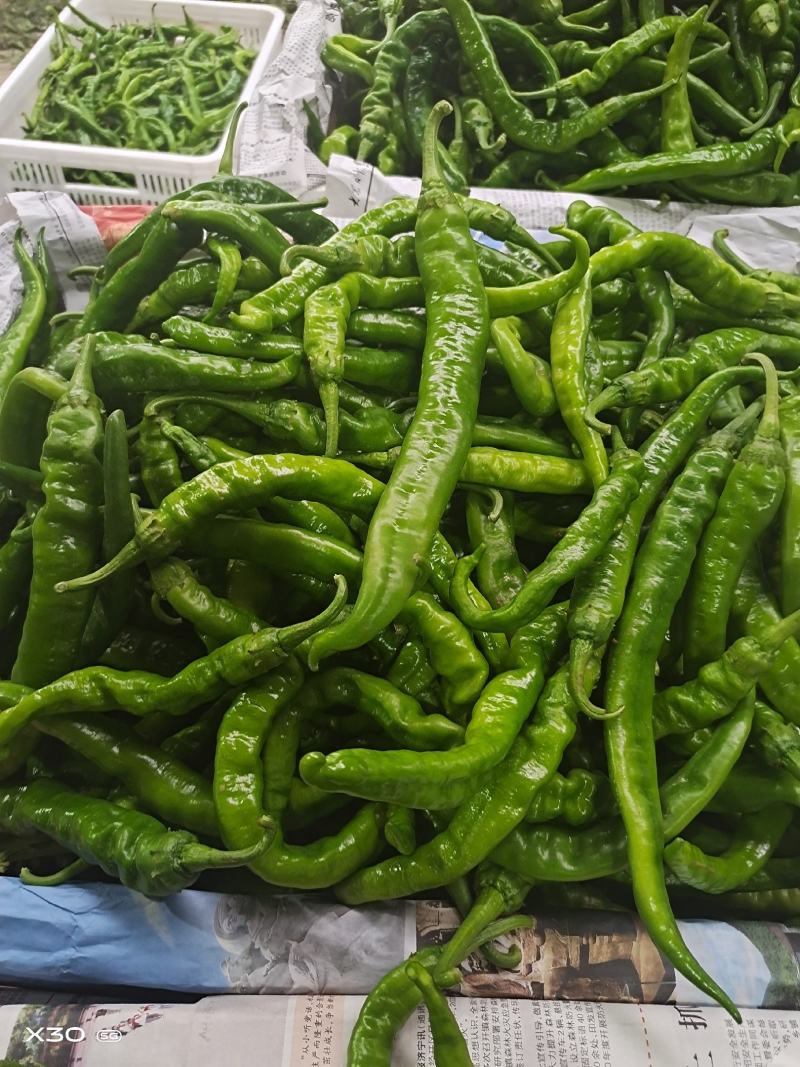 大量供应精品紫红辣椒，软皮椒