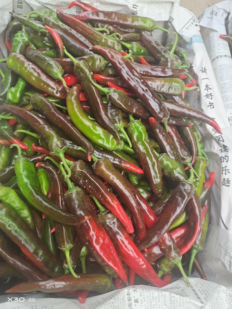 大量供应精品紫红辣椒，软皮椒