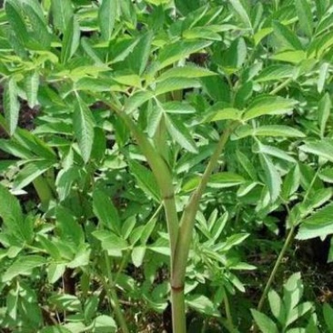 大量收购鲜白芷。
