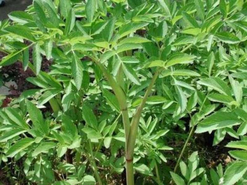 大量收购鲜白芷。