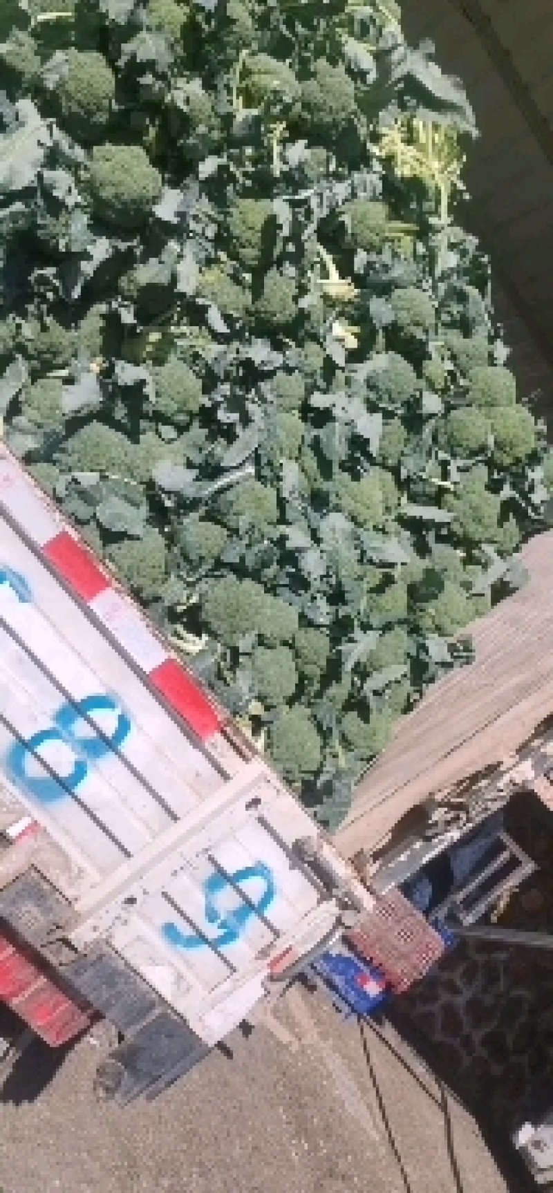 西兰花