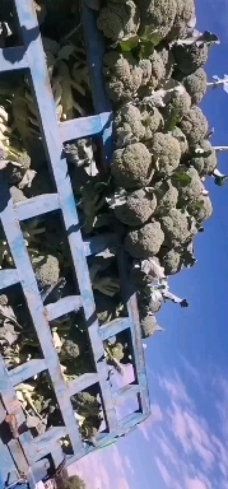 西兰花