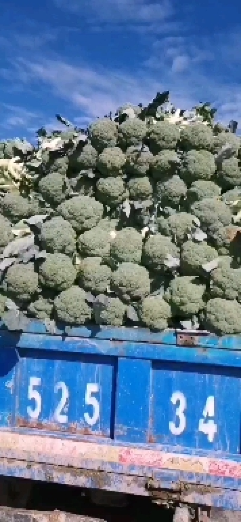 西兰花