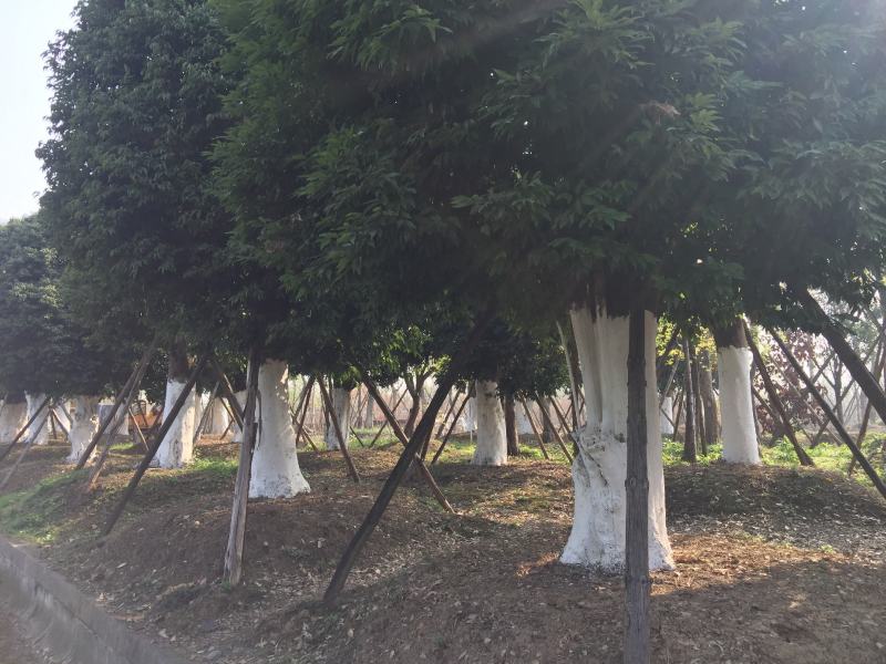 天竺桂大货40-80公分，数百株基地直供