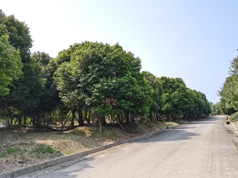 天竺桂大货40-80公分，数百株基地直供