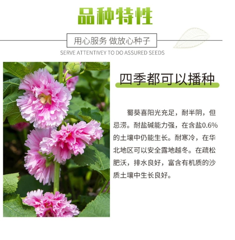 重瓣蜀葵花种子锦葵宿根多年生盆栽四季开花