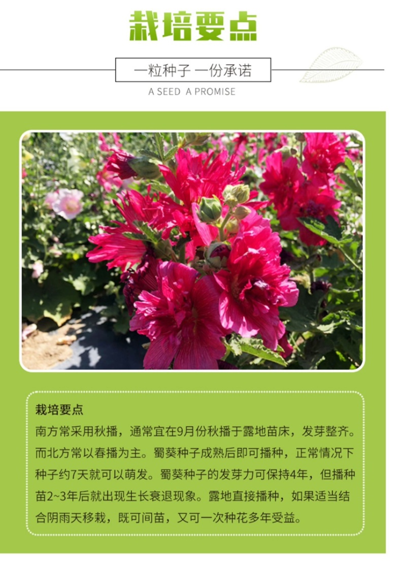 重瓣蜀葵花种子锦葵宿根多年生盆栽四季开花