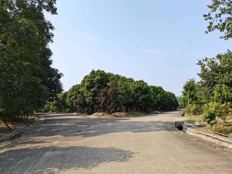 天竺桂大货40-80公分，数百株基地直供
