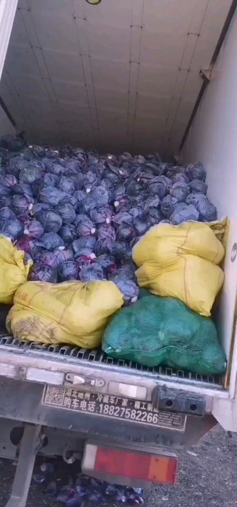 紫甘蓝