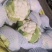菜花