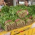 精品大叶香菜颜色绿根粗15~25厘米以上