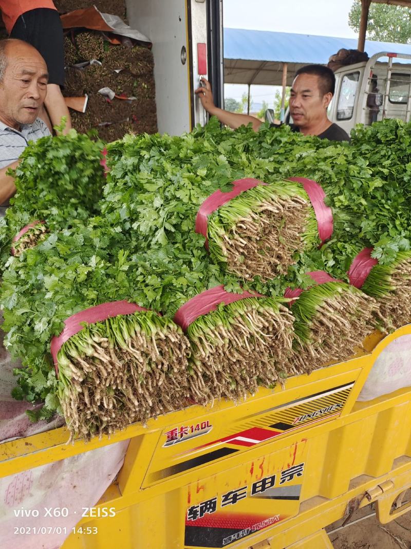 精品大叶香菜颜色绿根粗15~25厘米以上