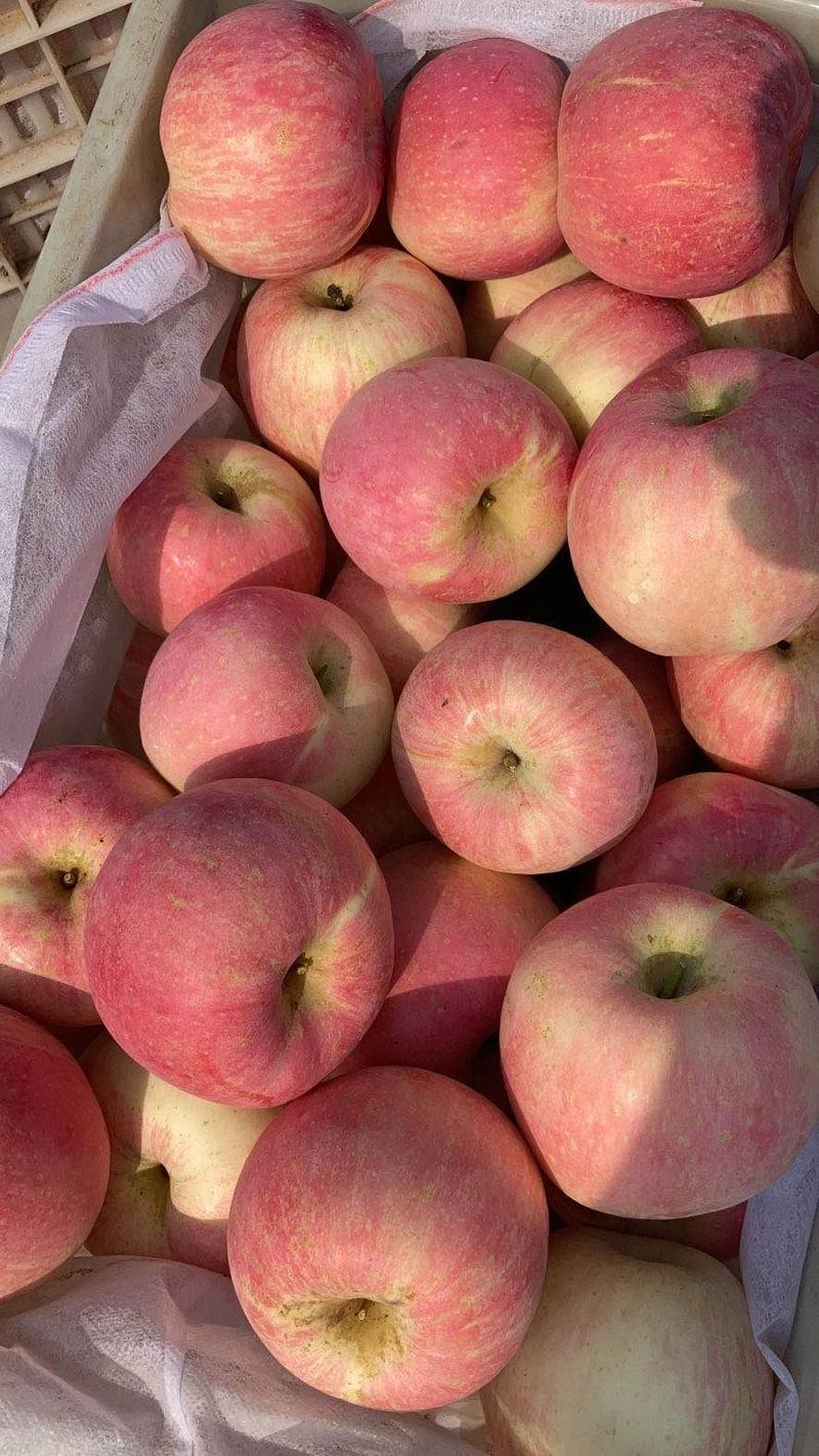 山东精品美八苹果批发货源充足质量保证提供一条龙服务