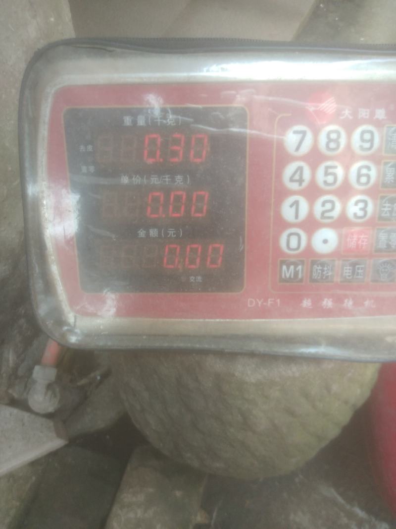 海金沙