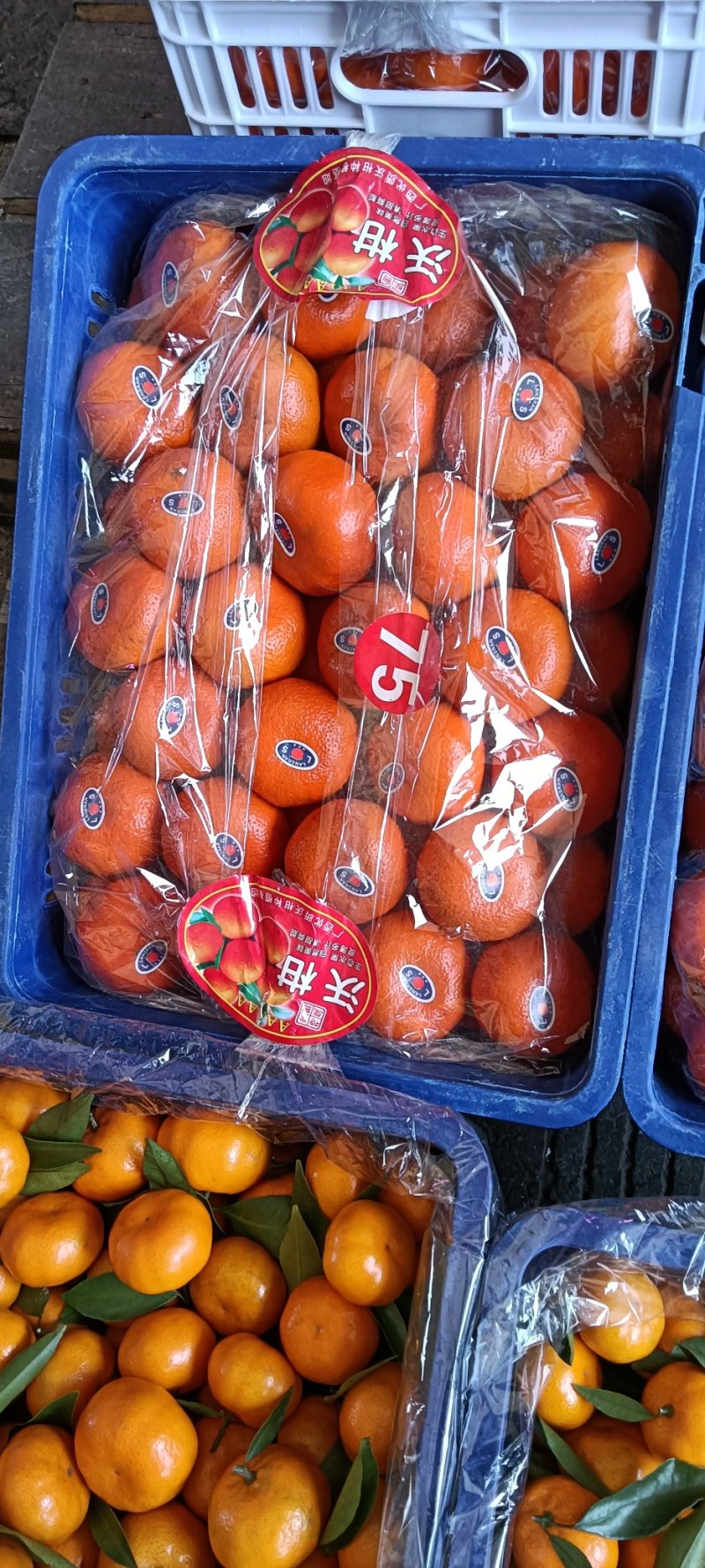 广西沃柑