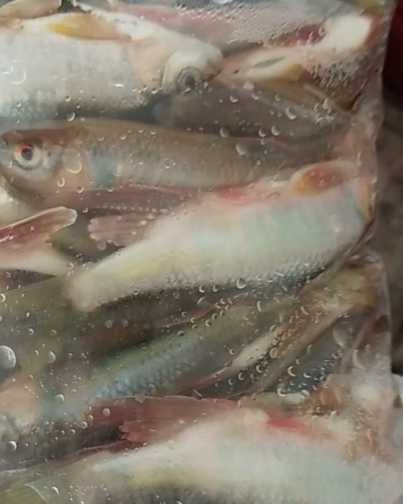 淡水鱼资源好水好清澈见底的水马口鱼高山冰水鱼肉质鲜美肉质