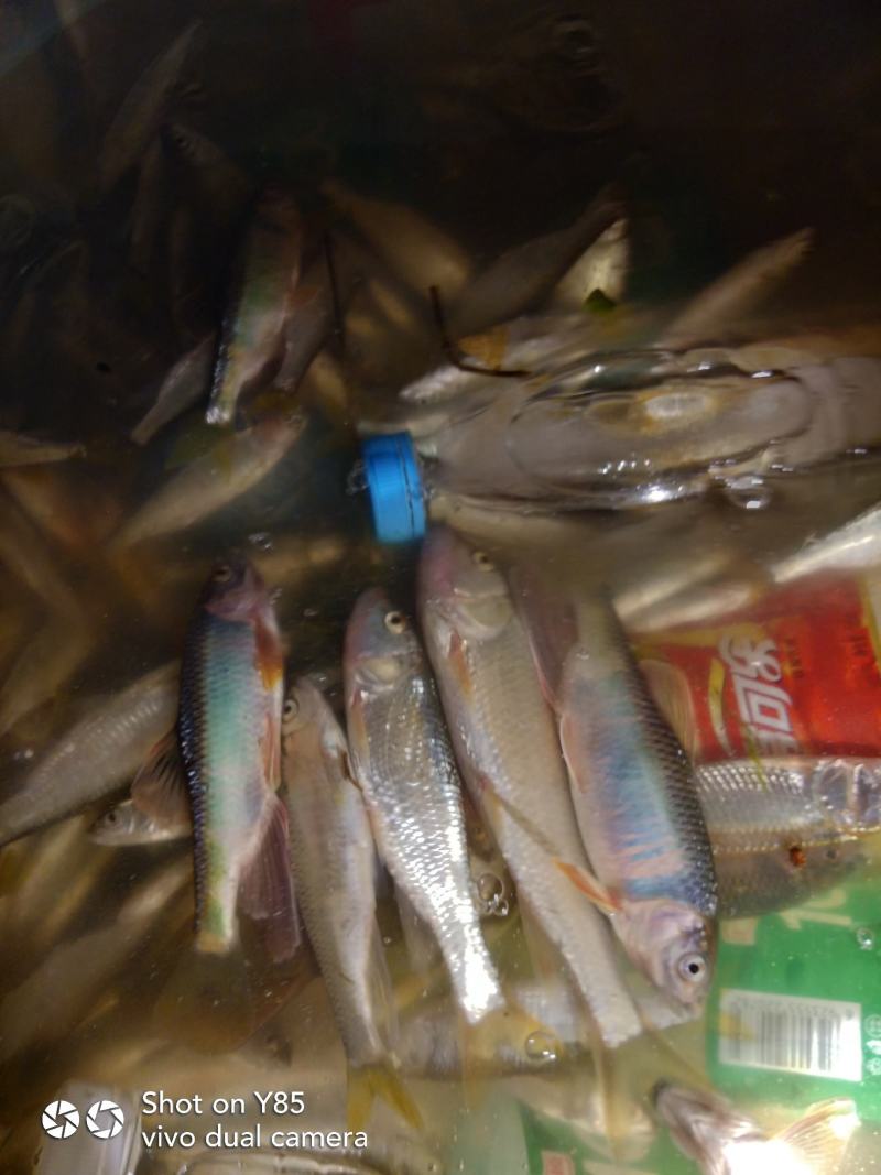 淡水鱼资源好水好清澈见底的水马口鱼高山冰水鱼肉质鲜美肉质
