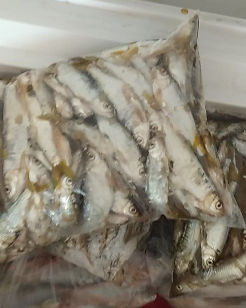 淡水鱼资源好水好清澈见底的水马口鱼高山冰水鱼肉质鲜美肉质