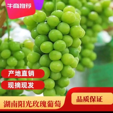 阳光玫瑰