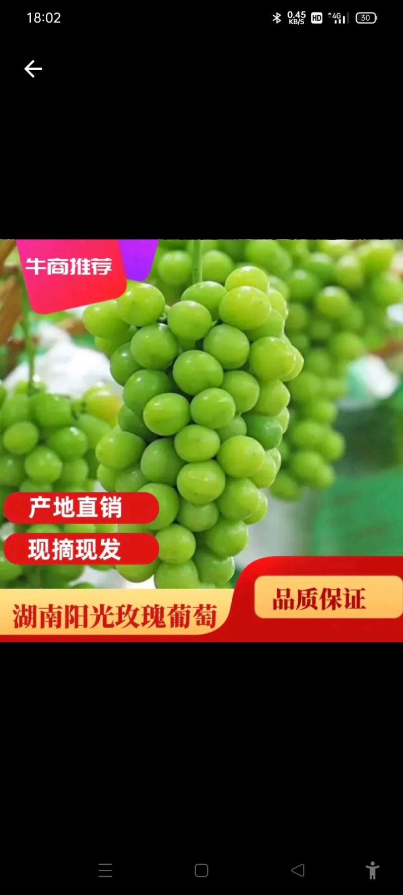阳光玫瑰