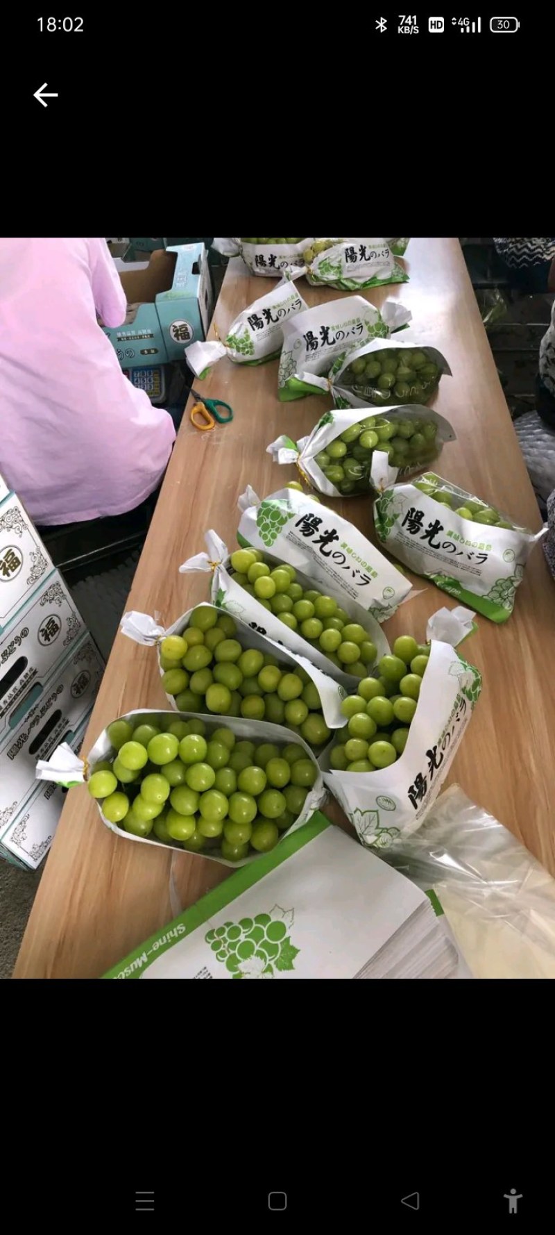 阳光玫瑰