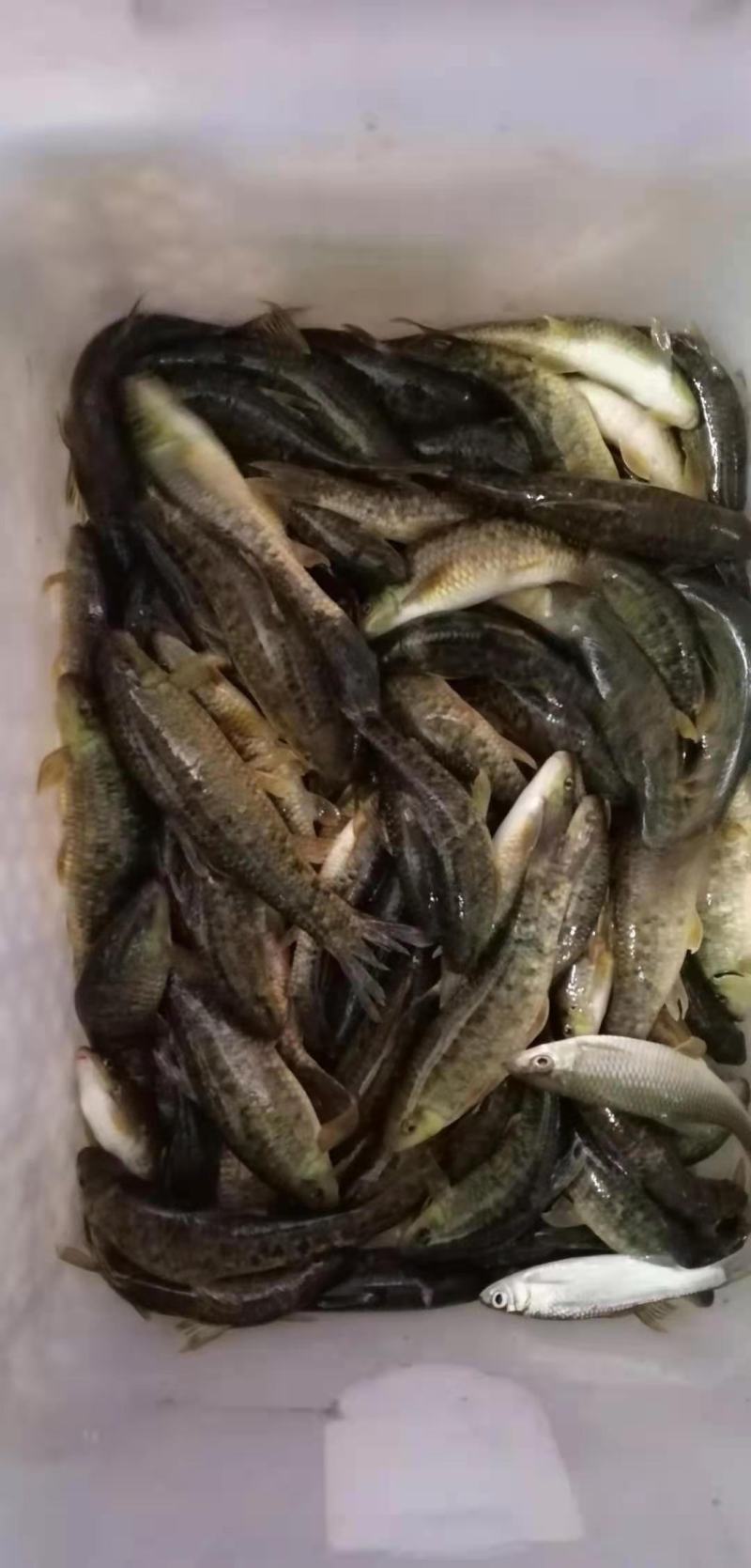 油鱼