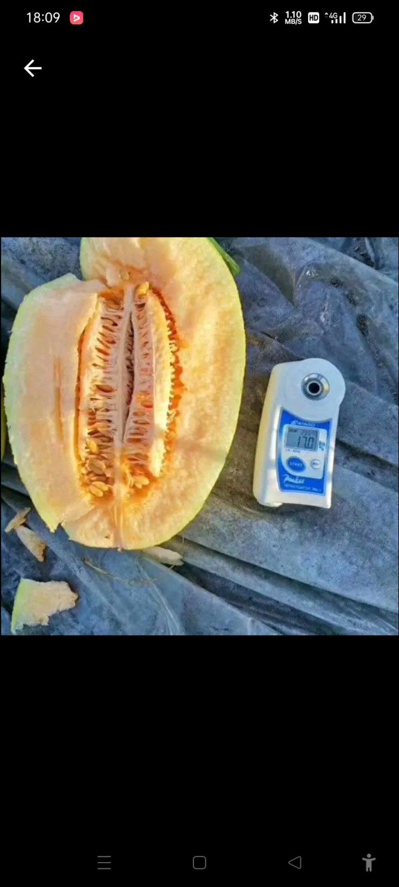 海南晓密