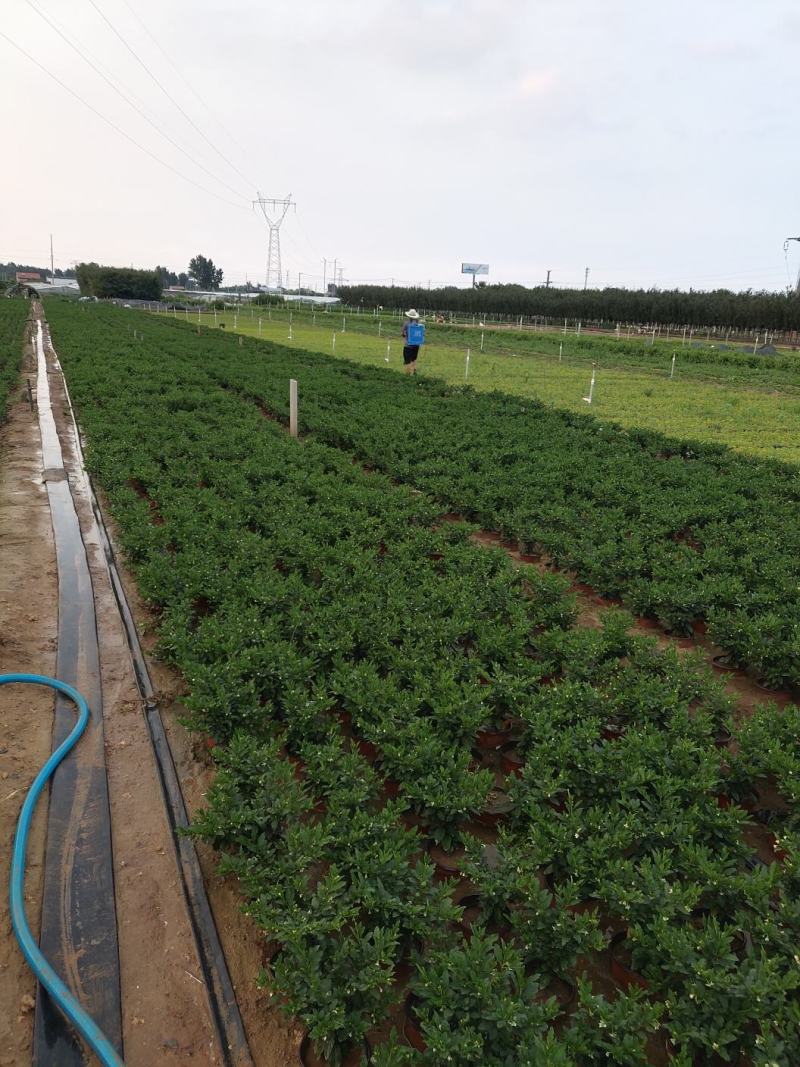 珊瑚樱盆栽观果植物冬珊瑚看樱桃洋樱桃四季果