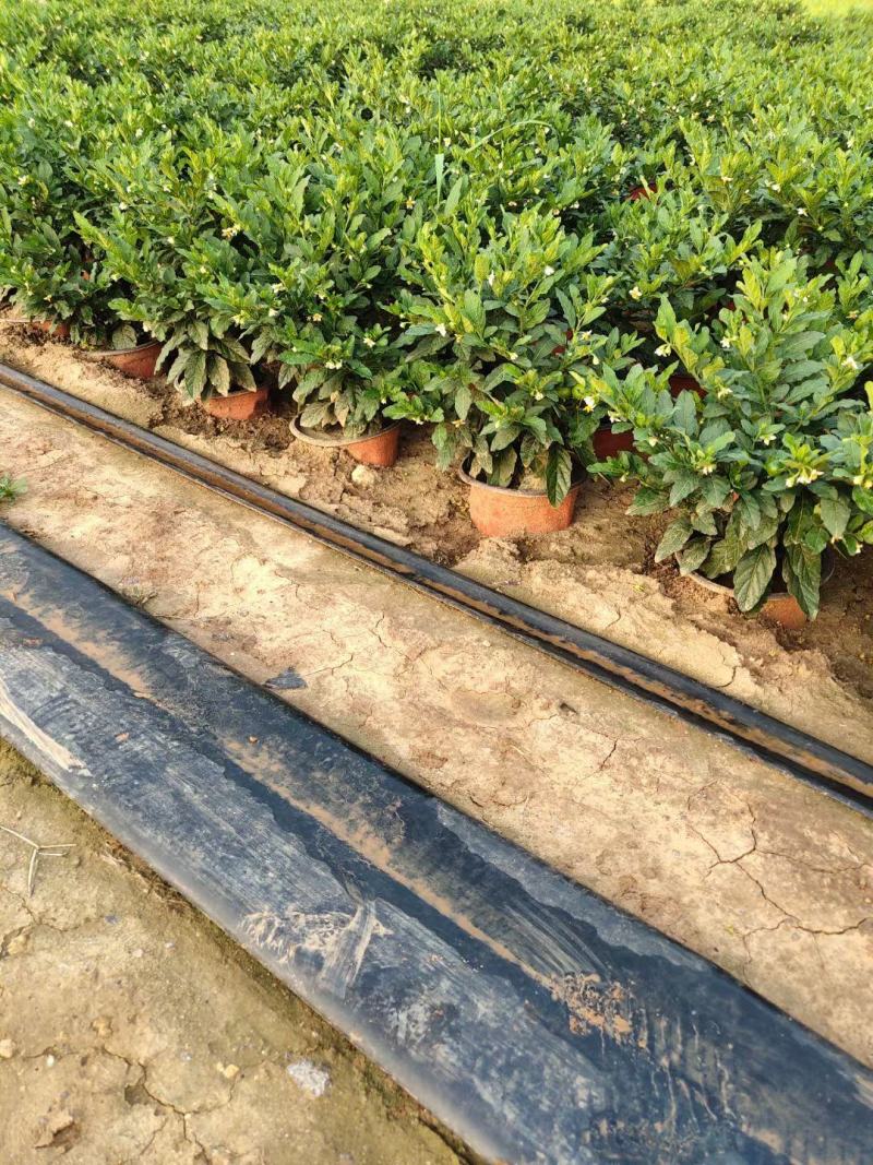 珊瑚樱盆栽观果植物冬珊瑚看樱桃洋樱桃四季果