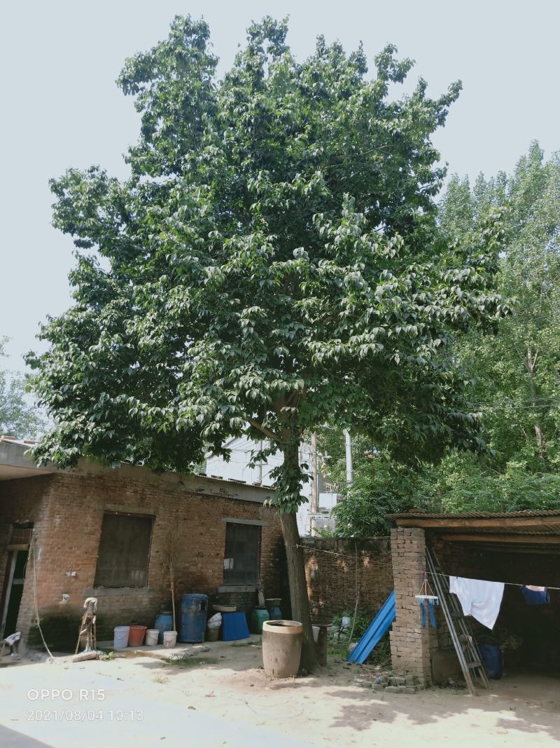杜仲30公分