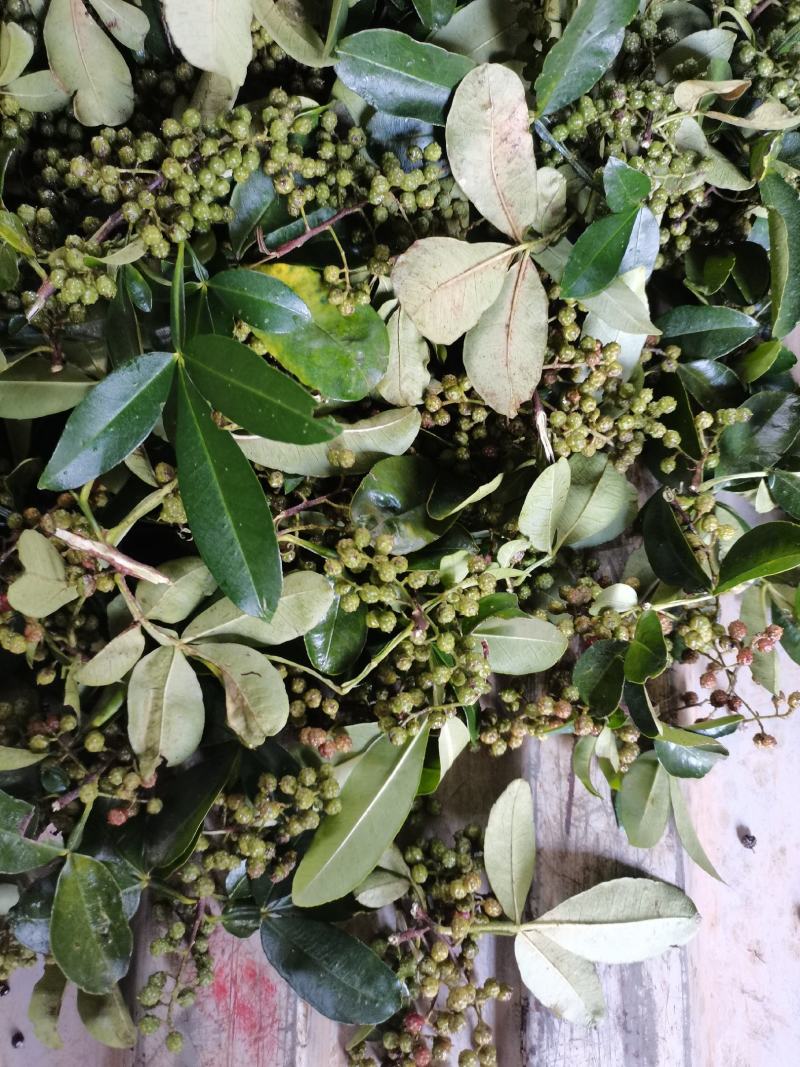 新鲜青花椒鲜货调味品