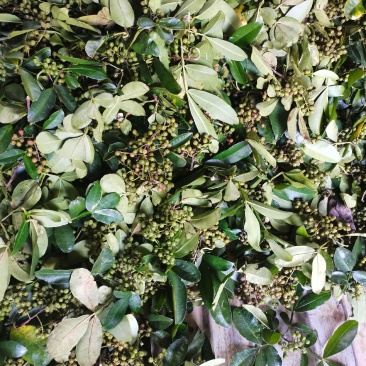 新鲜青花椒鲜货调味品