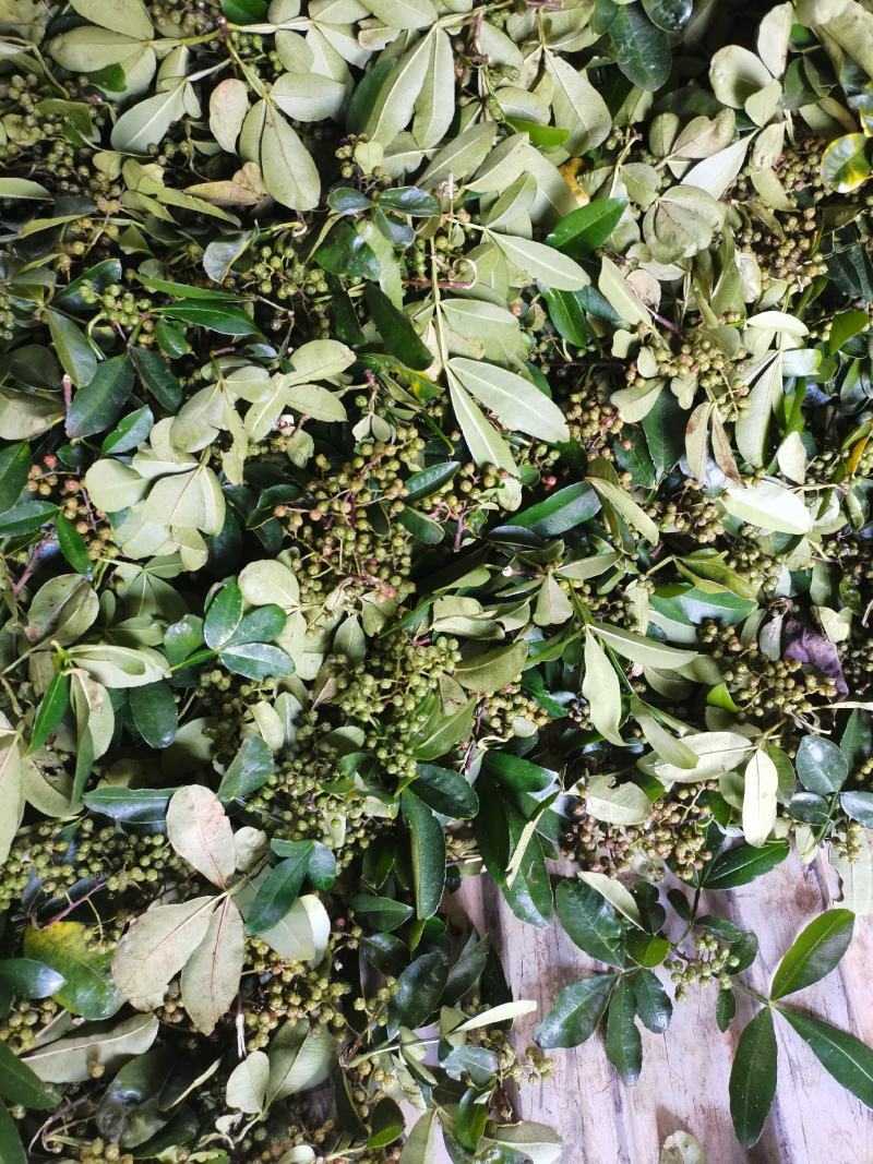 新鲜青花椒鲜货调味品