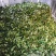 新鲜青花椒鲜货调味品