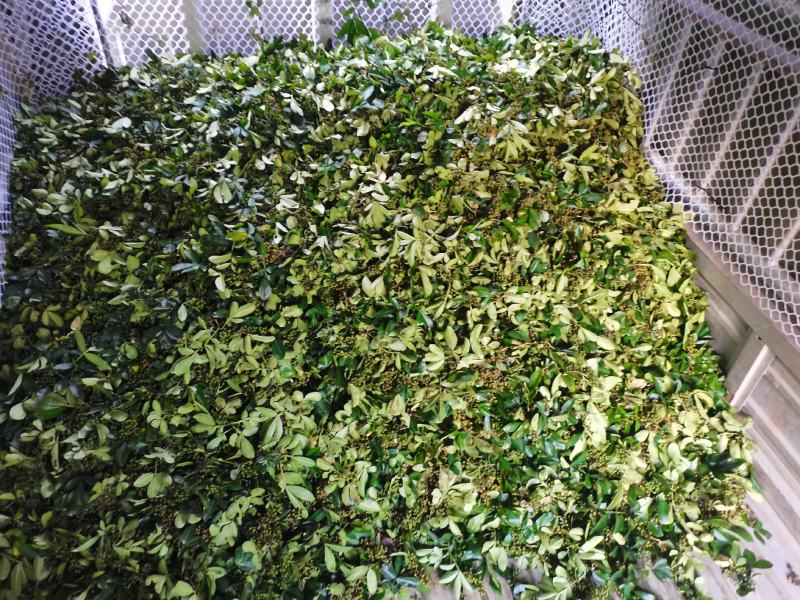 新鲜青花椒鲜货调味品