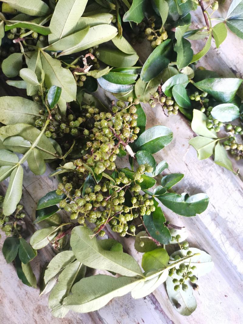 新鲜青花椒鲜货调味品