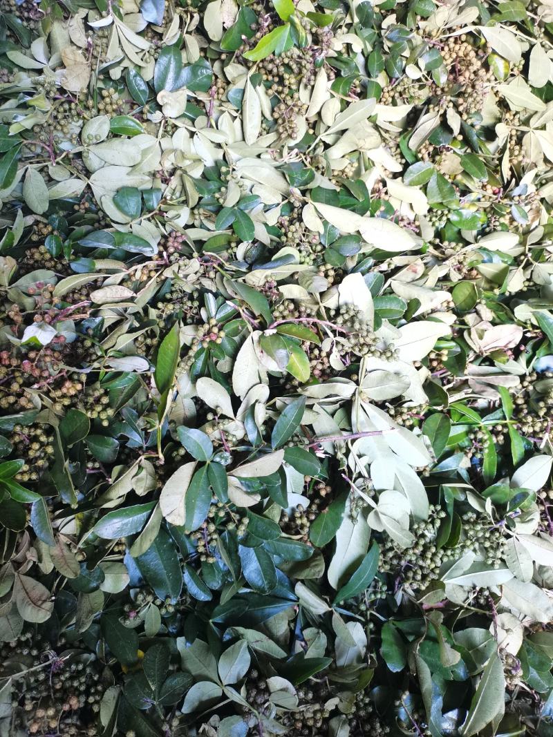 新鲜青花椒鲜货调味品