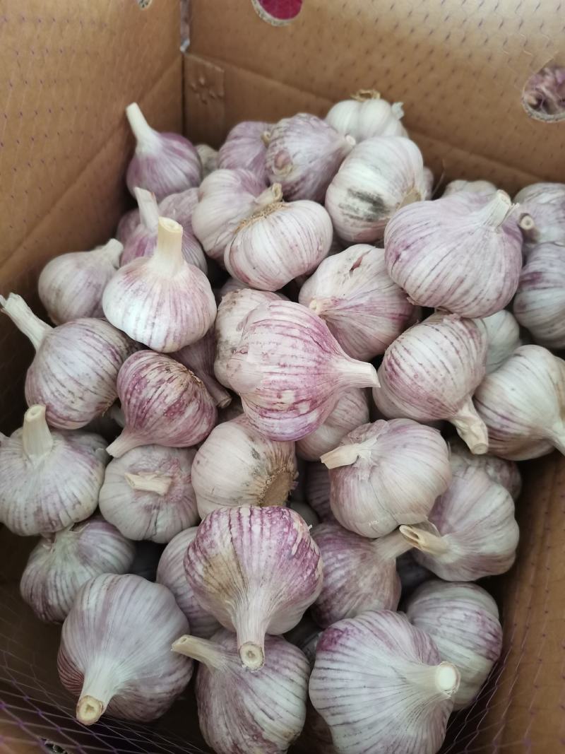金乡大蒜产地直发向全国供应红皮大蒜白皮大蒜紫皮大蒜