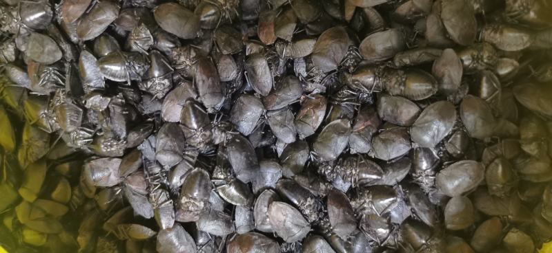 九香虫