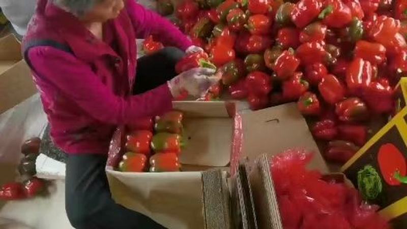 精品蔬菜看这里