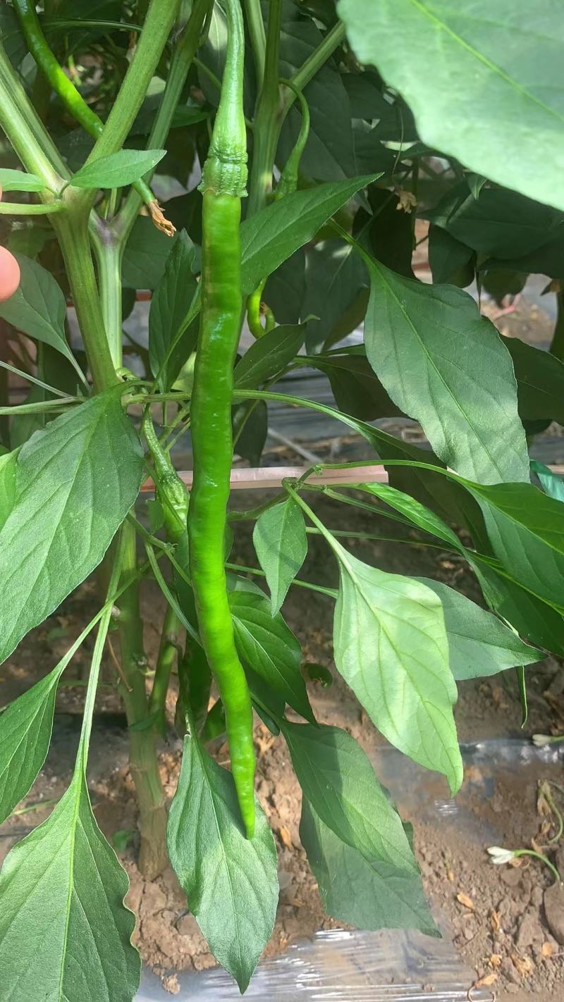 精品蔬菜看这里