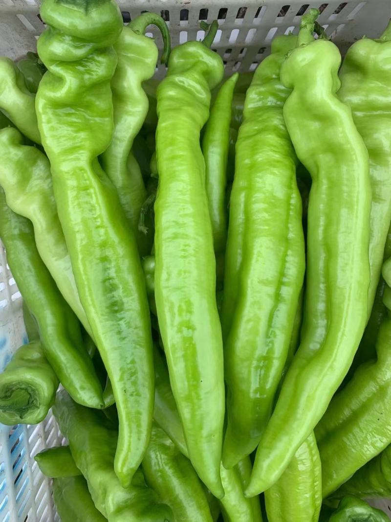 精品蔬菜看这里