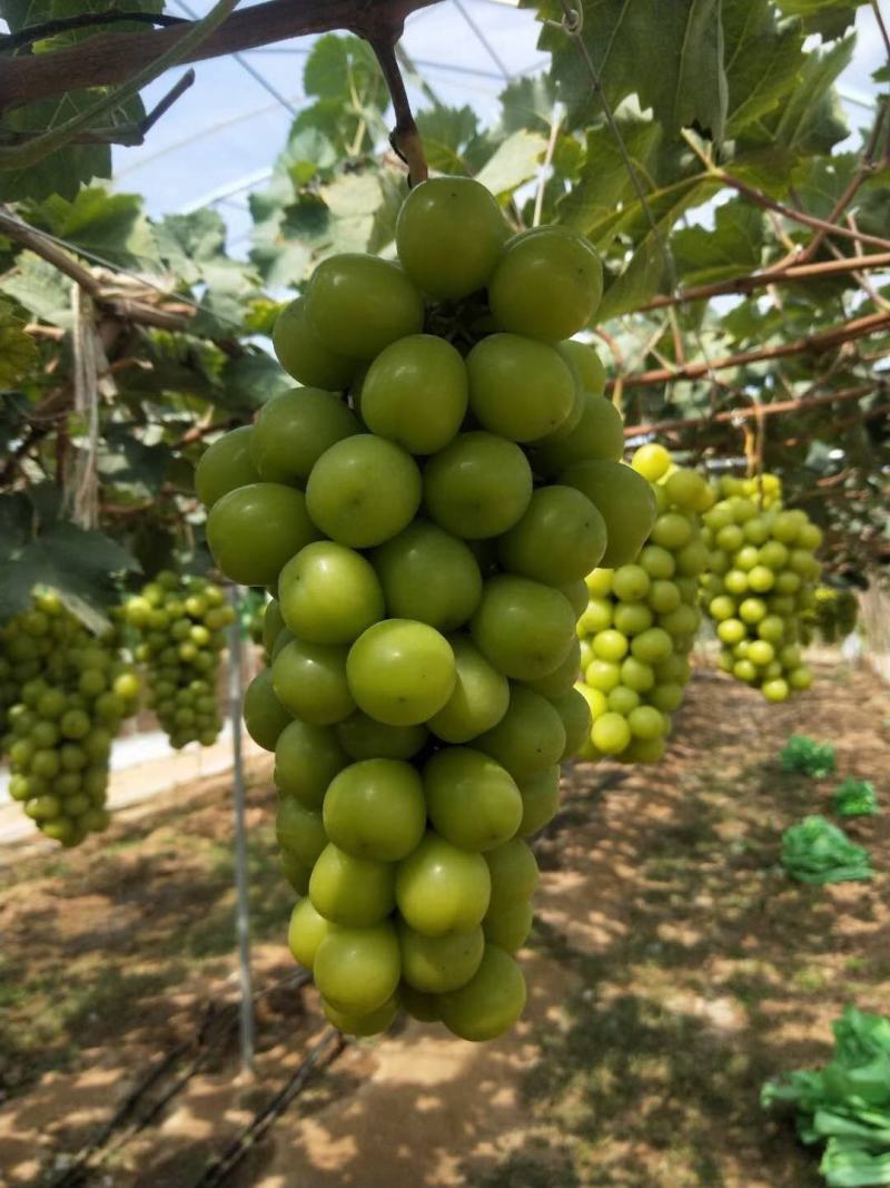 葡萄苗山东葡萄苗基地种植葡萄苗葡萄苗批发基地